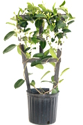 10" Stephanotis Bamboo Hoop